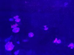 -北戴河圣蓝海洋公园