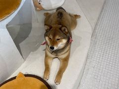 -柴务处·柴犬主题狗咖