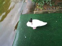 -九龙公园