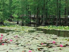 -池杉湖湿地公园