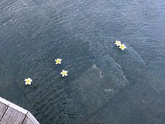 -希尔顿南海酒店·观廊大堂吧·海景下午茶