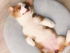 -浣熊柯尔鸭土拨鼠·电玩咖