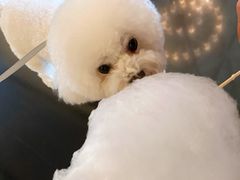 -成都安仁福朋喜来登酒店