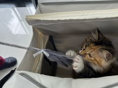 -纳吉亚猫专科动物诊疗中心(蒋宅口分院)