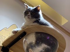 -滚猫咖啡·猫咖·猫友好撸猫(未来城店)
