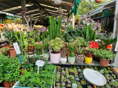 -曲阳花鸟市场(曲阳路店)