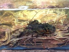 -蟹之国·精品蟹料理(极地店)