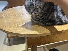 -藏猫猫咖啡主题馆(中央大道店)