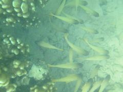 -东姑阿都拉曼海洋公园