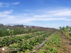 -庞各庄翠芳园西瓜蔬菜基地采摘园