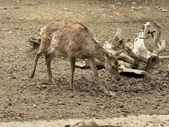 -无锡动物园·太湖欢乐园