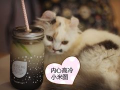 -MOYOYO猫咪咖啡店