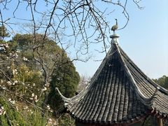 -香雪海
