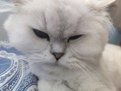 -北京观赏动物医院·24小时大型综合·猫专科·异宠专科