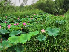 -溱湖国家湿地公园