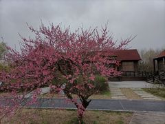 -溱湖国家湿地公园