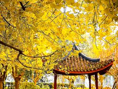 -秋霞圃