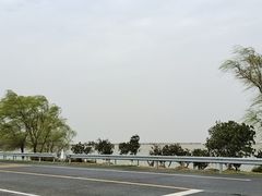 -西京湾花海