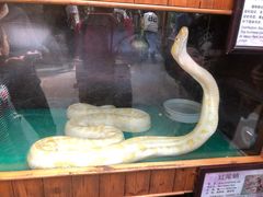-上海大自然野生昆虫馆(东方明珠·爬宠昆虫探索中心)