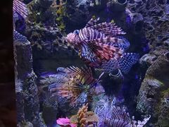 -太平洋海底世界