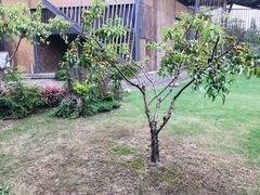 -田园东方蜜桃村的田野营地