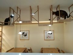 -滚猫咖啡·猫咖·猫友好撸猫(未来城店)