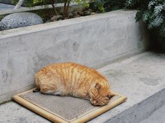 -知亘茶食
