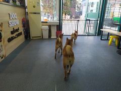 -柴源莊·柴小宠柴犬咖啡