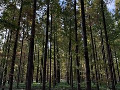 -黄海国家森林公园