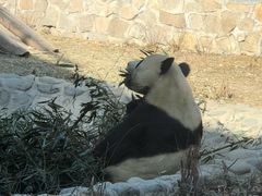 熊猫-北京动物园