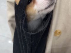 -安安宠医宠物医院·异宠·犬猫内科(岳阳分院)