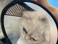 -佳怡动物医院·平价24小时·猫专科骨外科