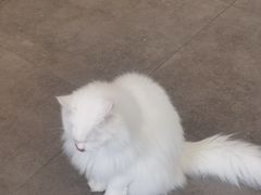 -飞行喵MR PILOT|猫舍·猫咖(静安大融城店)