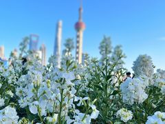 -北外滩滨江绿地