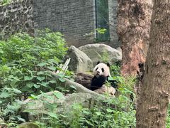 -都江堰中华大熊猫苑