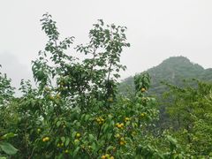 -大岭沟猕猴桃谷风景区