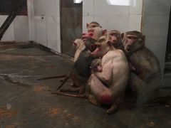 -西安秦岭野生动物园