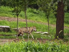 -北京野生动物园