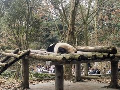 -都江堰中华大熊猫苑