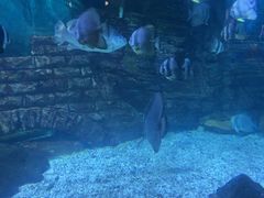 -烟台海昌鲸鲨海洋公园