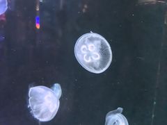 -大明湖海底世界