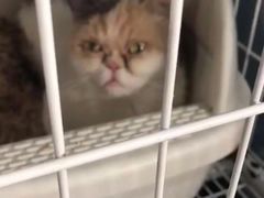 -喵的天空名猫咖啡馆·撸猫·猫舍·用品