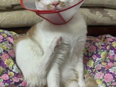 -瑞派长江宠物医院·猫科·外科·24小时夜护(谊城公寓分院)