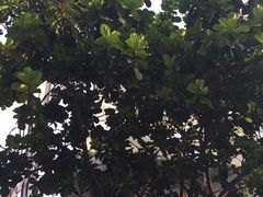 -深圳博林圣海伦酒店