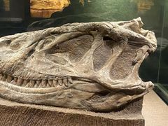 -自贡恐龙博物馆