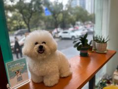 -瑞派申生动物医院·24H夜诊·国际动物医疗中心·骨外科(吴中路店)