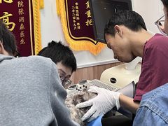 -瑞鹏宠物医院·内科·中兽医·骨科(苗圃店)