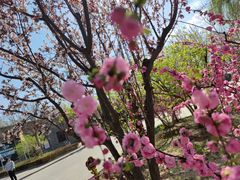 -杨柳青庄园