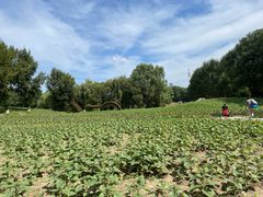 -长白岛森林公园