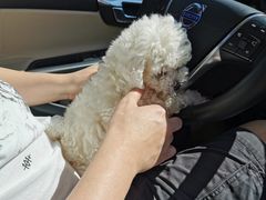 -达爱动物医院·犬猫分区·CT·复杂眼科(远洋山水分院)